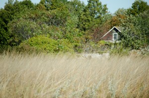 Wind blows across the prairie grass in the Linnaeus Arboretum. Office of Marketing and Communications
