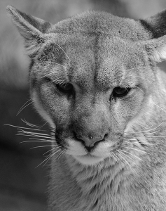 Mountain lions, even the cute ones, are still persecuted. Creative Commons