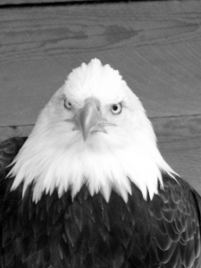 Angry bald eagle wants you to use copper bullets. Creative Commons