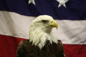 Because there’s nothing more ‘Murican than the Bald Eagle. Creative Commons