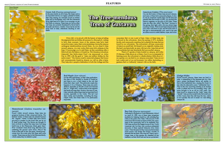 Mengus Tree The Tree-mendous Trees of Gustavus - The Gustavian Weekly