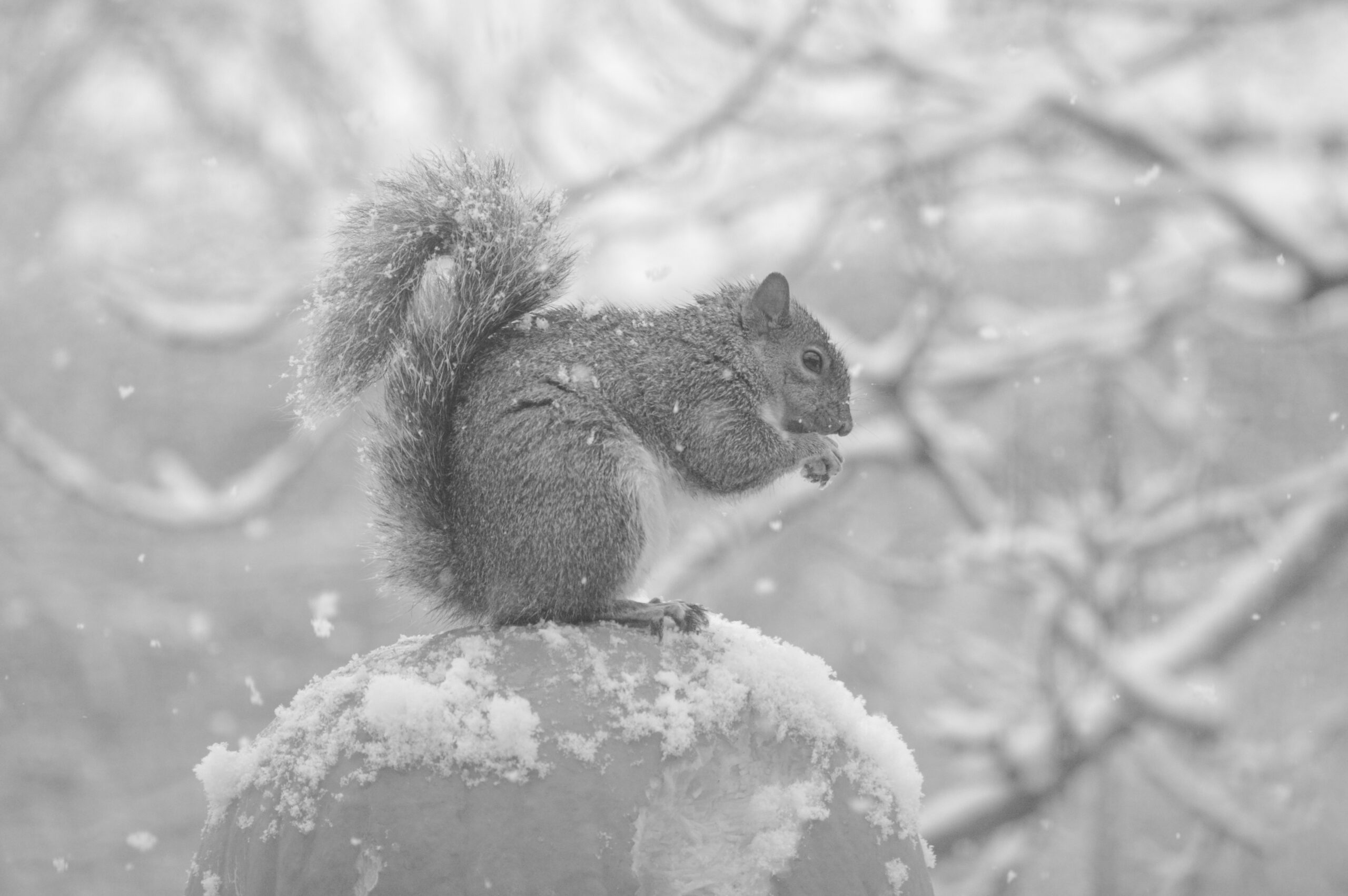 A squirrel very happy to live in Minnesota